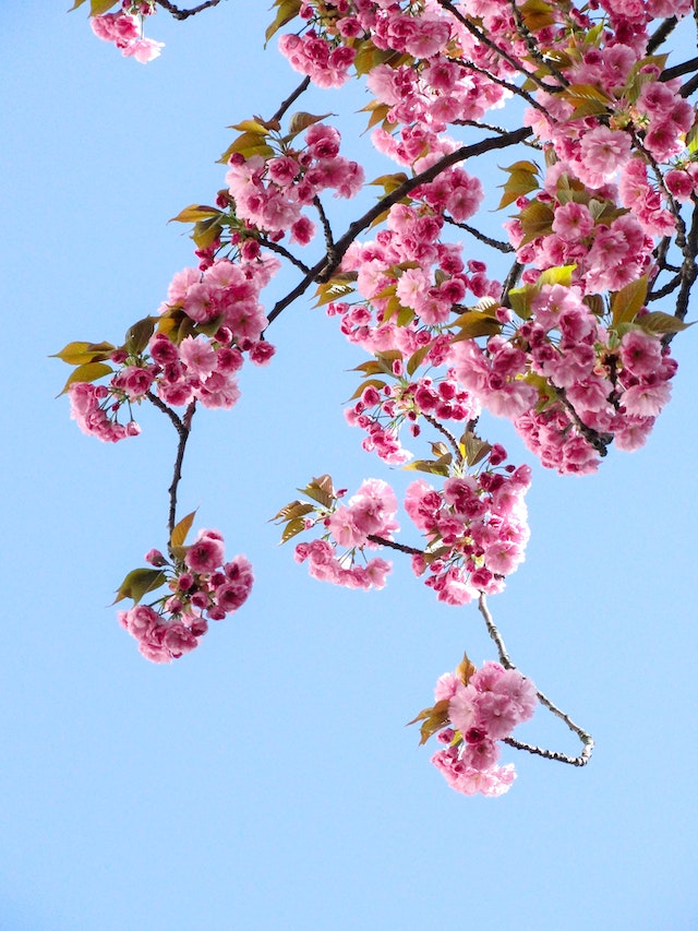 Bloemenpracht: De Beste Keuzes voor Kleurrijke Bloembedden